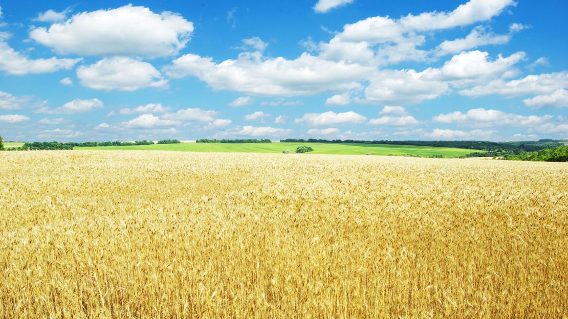 Champs de blé en été Tereos