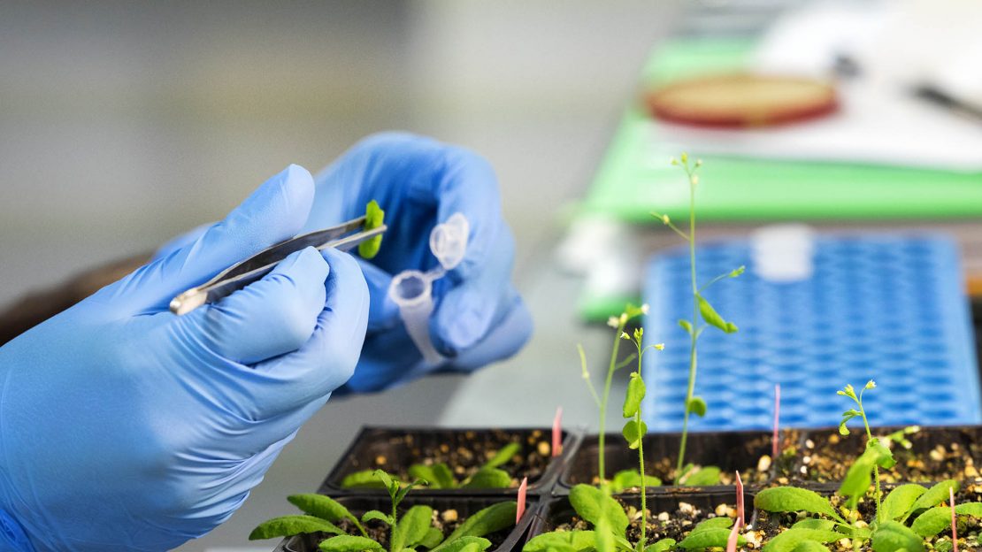 Innovation Chimie sur Plante Tereos