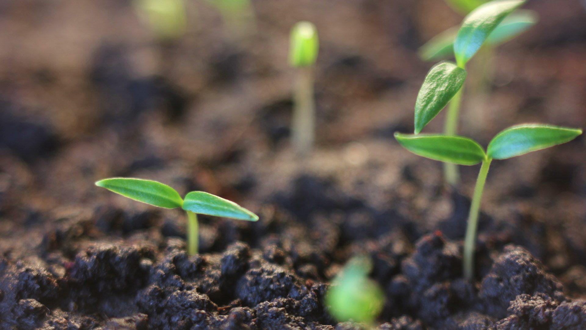 Image-Sustainability-Accueil-2
