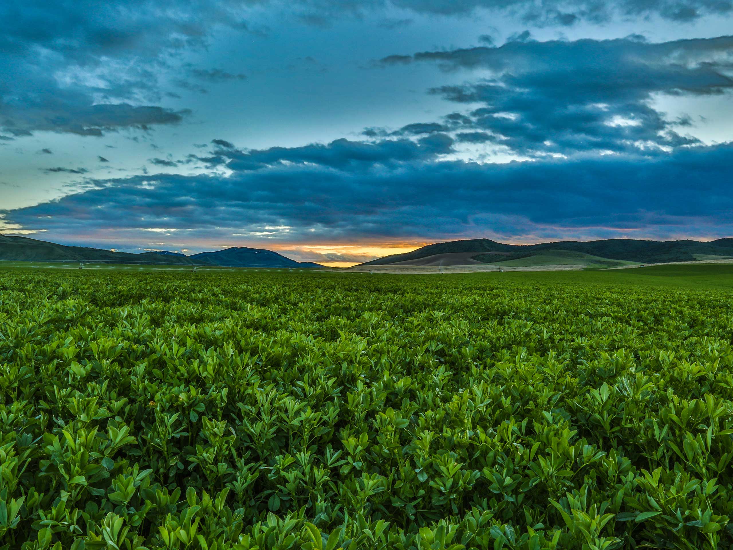 Query fields. Люцерна. Люцерна поле. Поле люцерны фото.